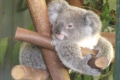 Featherdale Wildlife Park 22DEC09