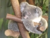 Baby Koala
